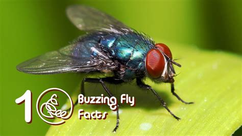 it is a large buzzing fly|How to identify ‘things that go buzz’ .